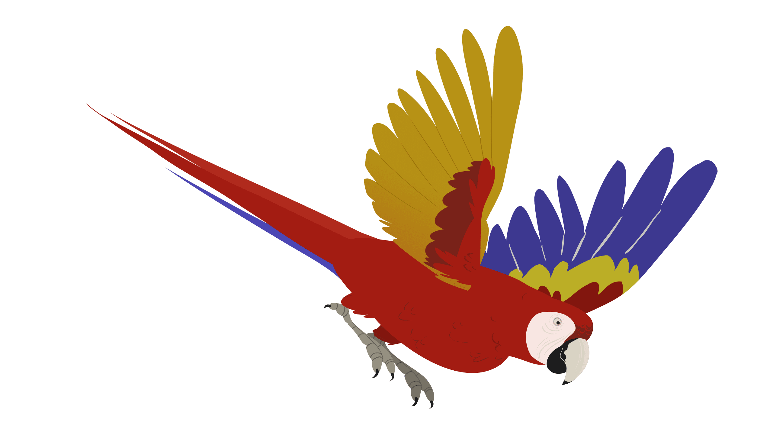 WK419_Sc039_Scarlet_Macaw_Flying0017