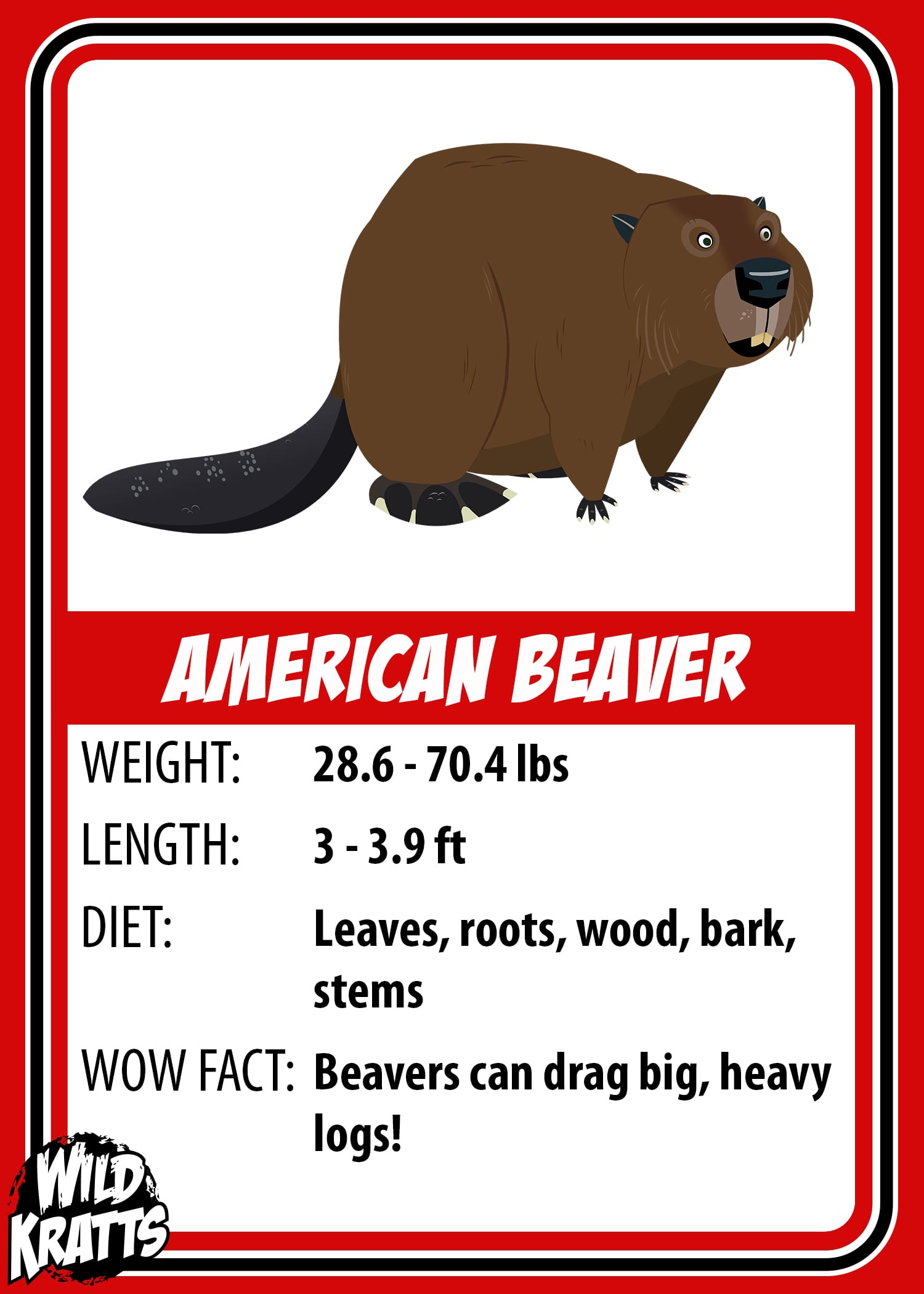 American Beaver