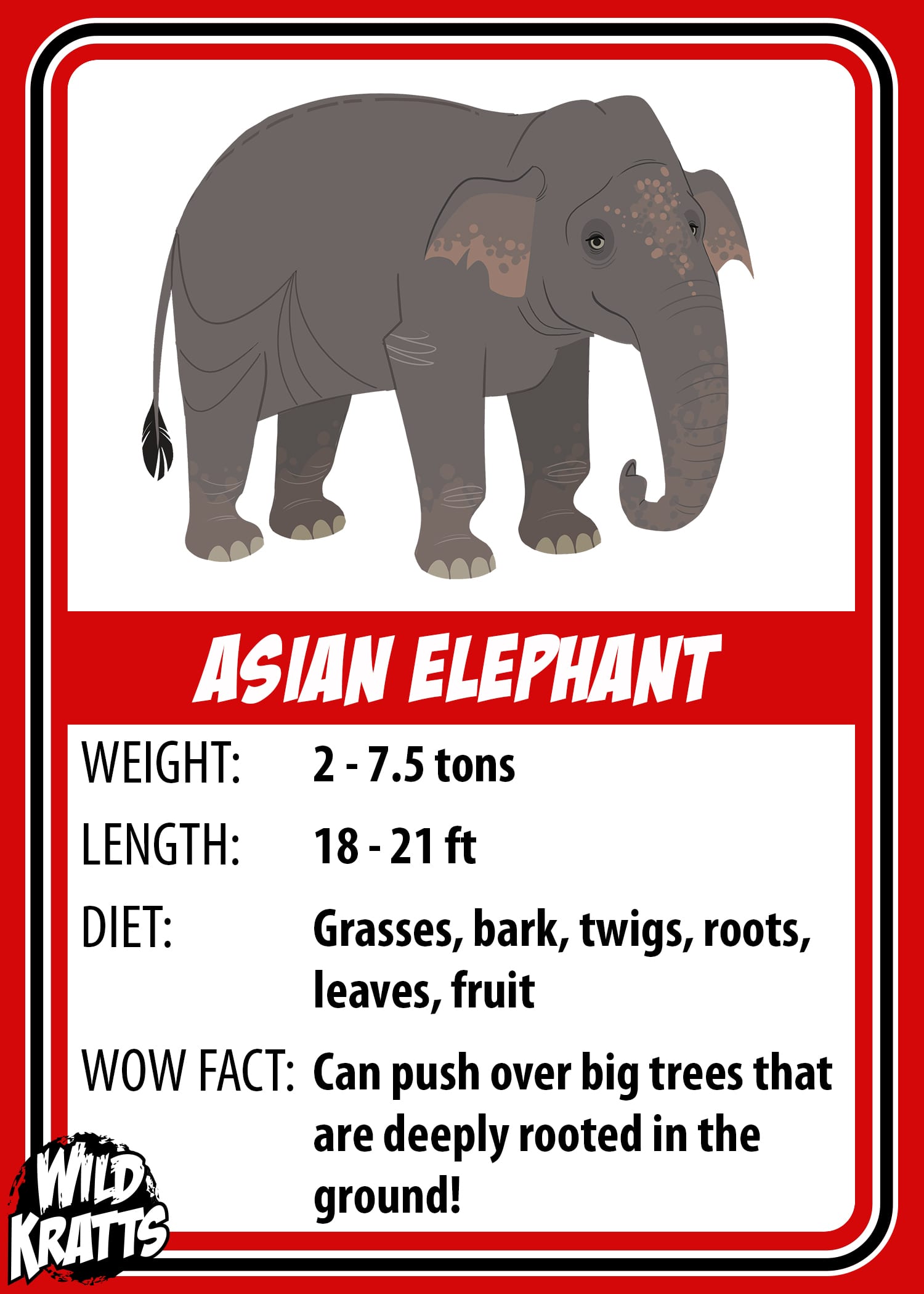 Asian Elephant