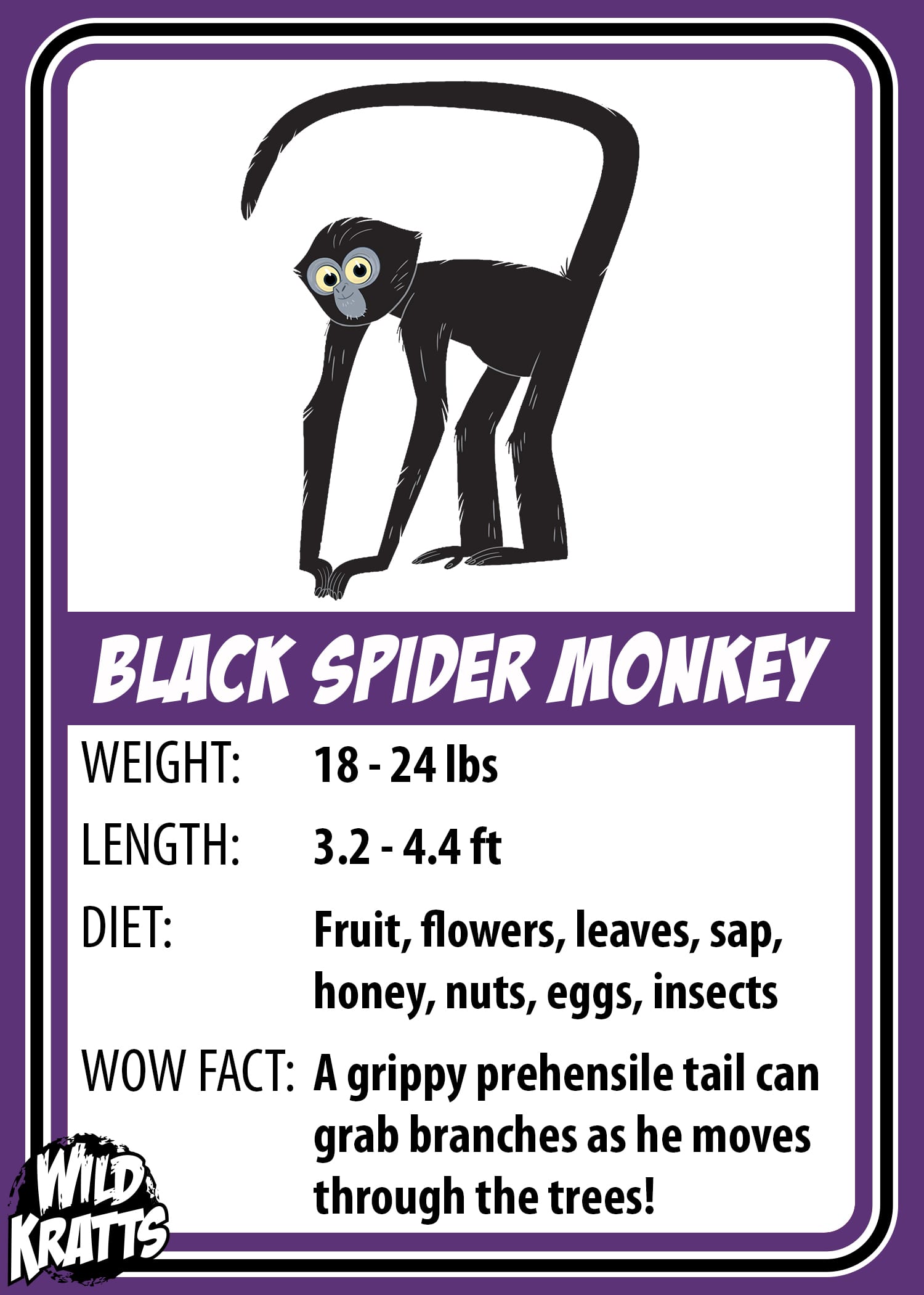 Black Spider Monkey_LOWER