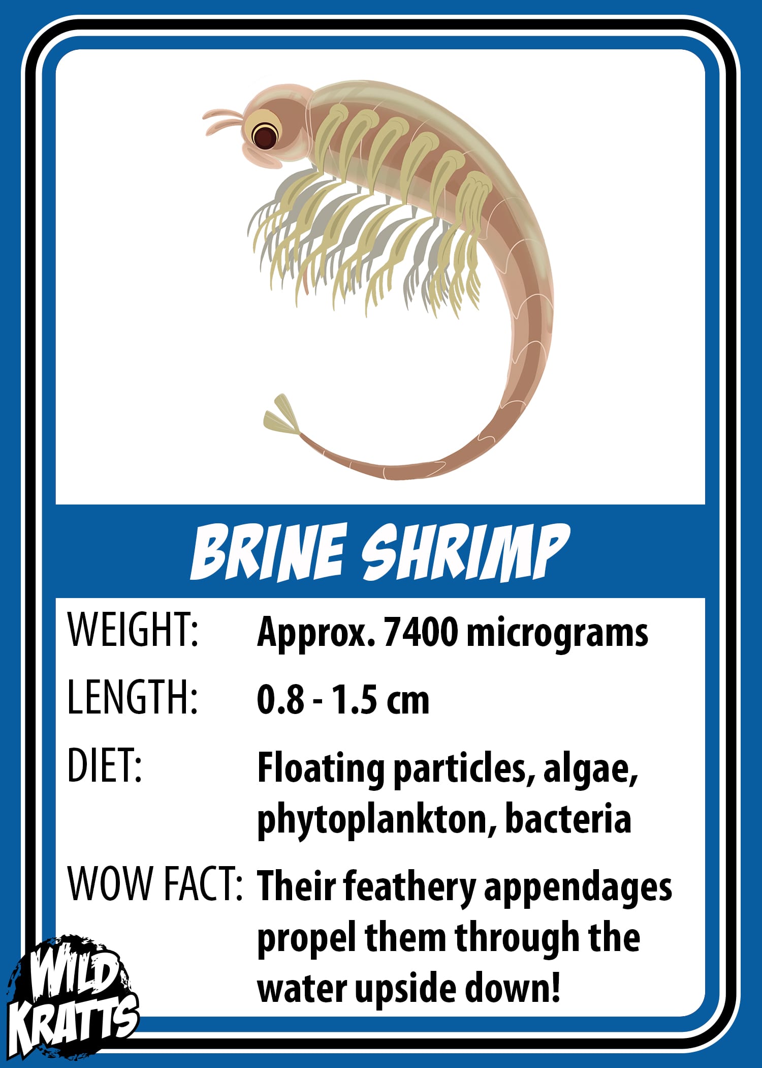 Brine Shrimp_LOWER