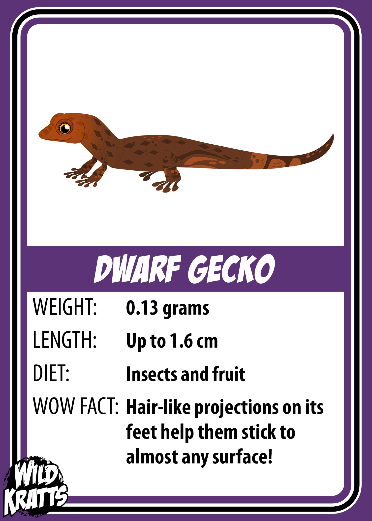 Dwarf Gecko_LOWER