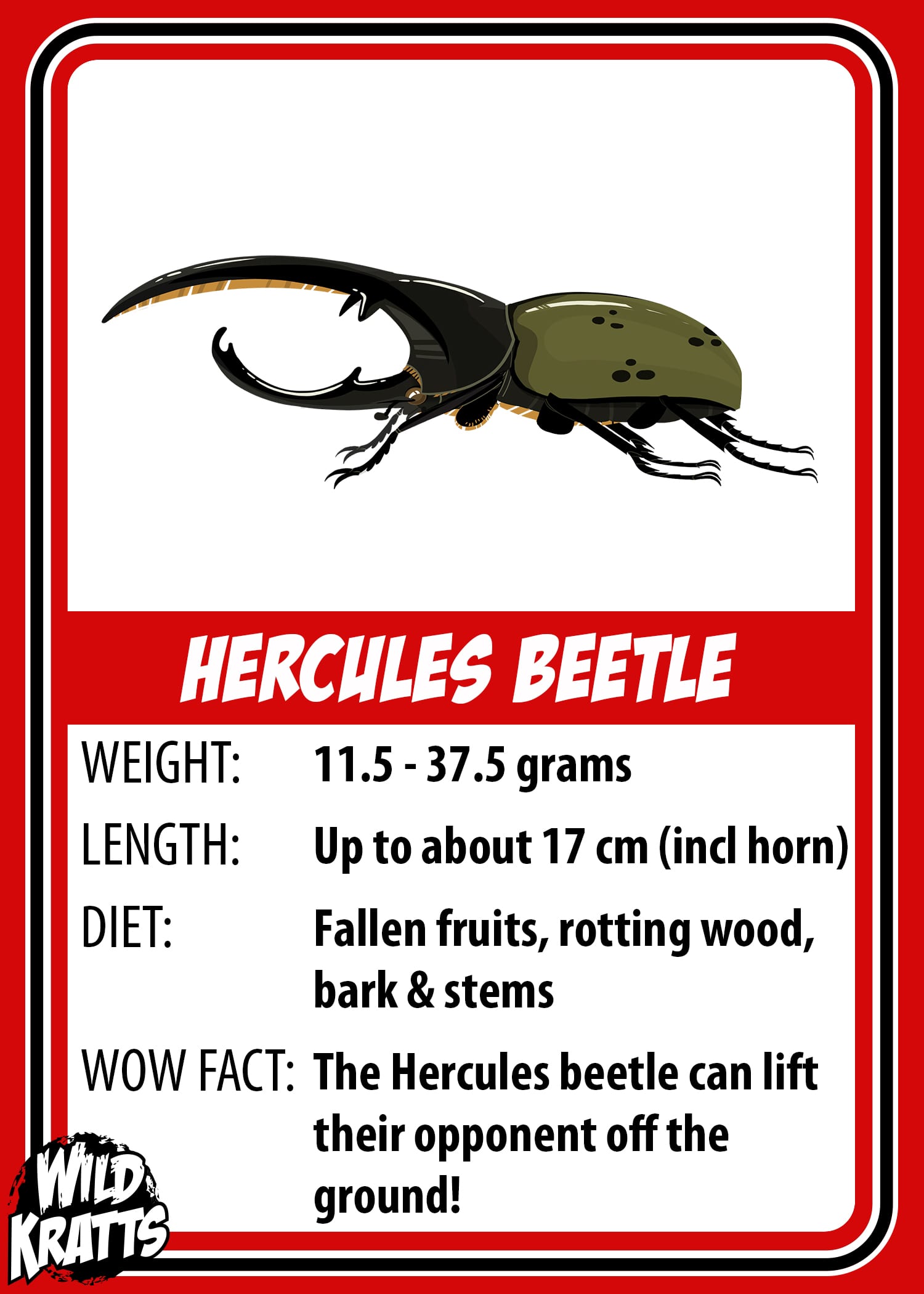 Hercules Beetle