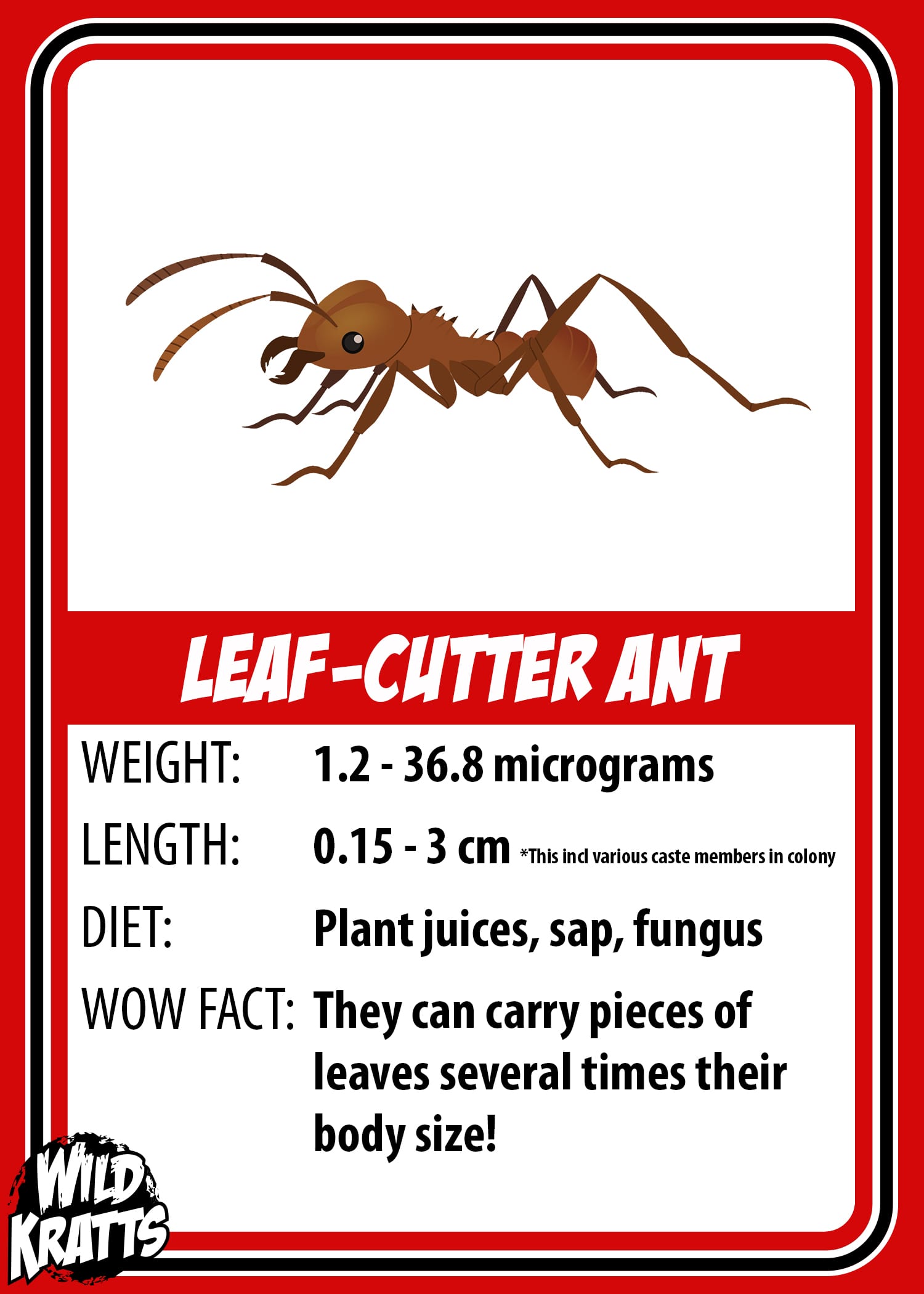 Leaf-Cutter Ant