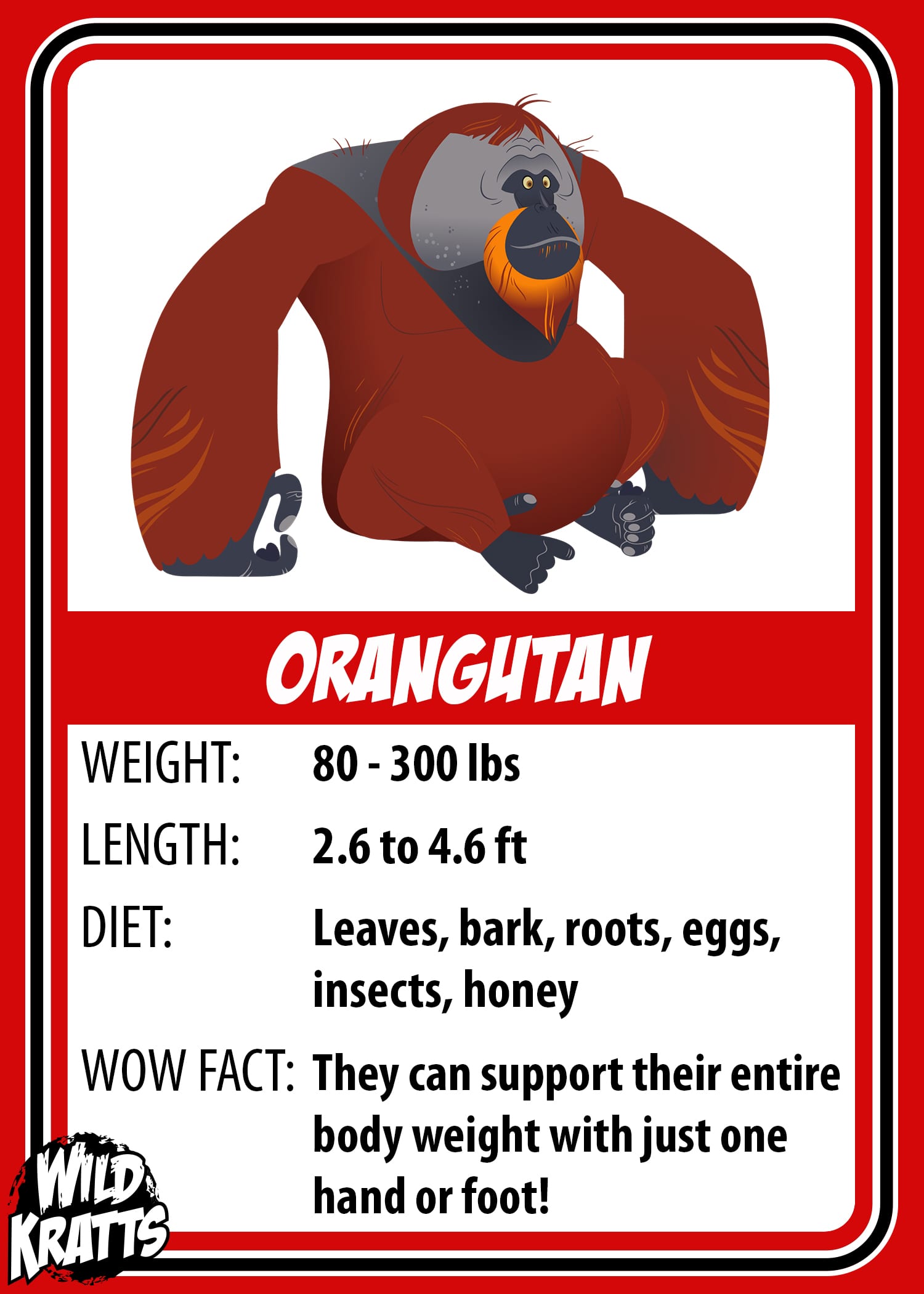 Orangutan